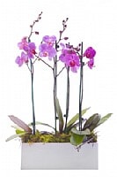 פריחת הסחלב פריחת הסחלב